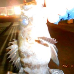 人生初メバル‼