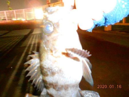 人生初メバル‼