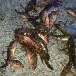 デイメバル？デイガシラ？！！