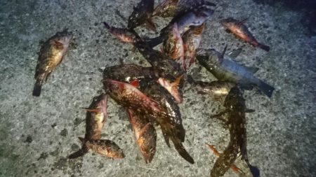 デイメバル？デイガシラ？！！