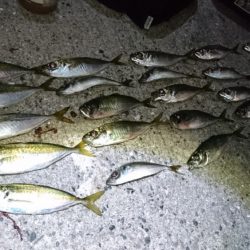 新春アジング！！