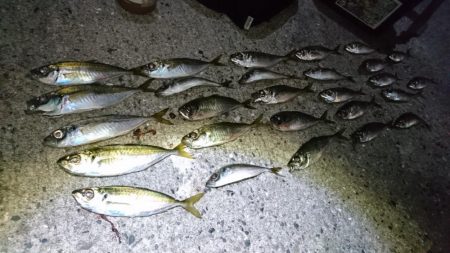 新春アジング！！