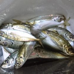 まだまだアジング！！