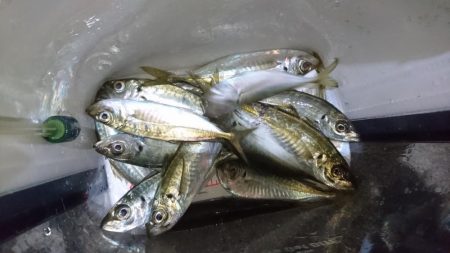 まだまだアジング！！