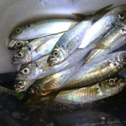 まだいけるアジング！！