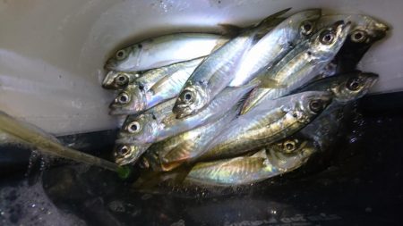 まだいけるアジング！！