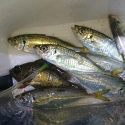 やっぱりアジ！！