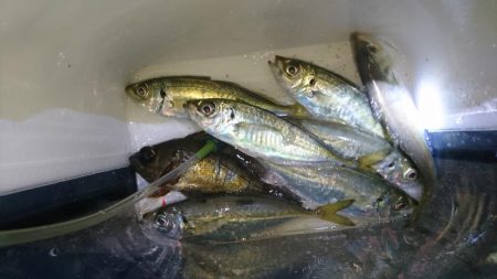 やっぱりアジ！！