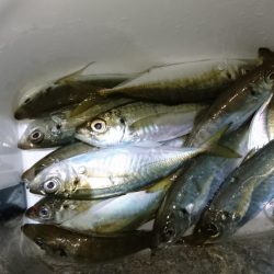 まだまだ釣れるアジ！！