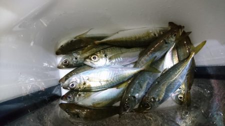まだまだ釣れるアジ！！