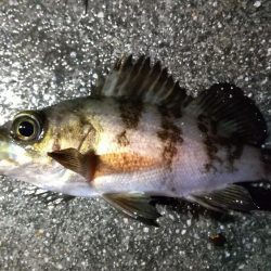 さすがに厳しいアジ