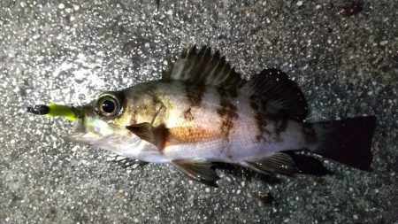 さすがに厳しいアジ