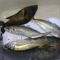 今夜の活性はイマイチ？