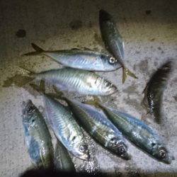 今夜もアジ！！