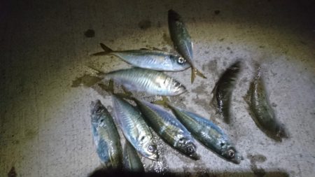 今夜もアジ！！