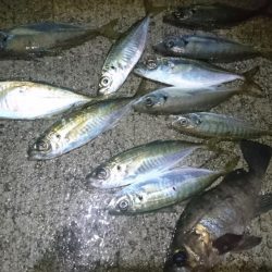 好調アジング！！