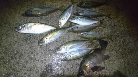 好調アジング！！