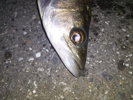 久々のシーバス