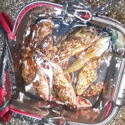 初釣りはガシラ祭り