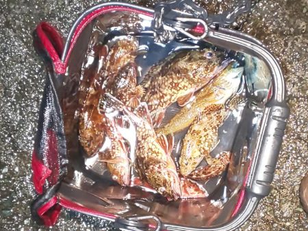 初釣りはガシラ祭り