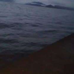 イカを釣りたくて