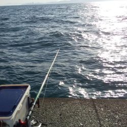 イカを釣りたくて2