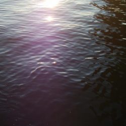 タチウオまだまだ釣れるぞ