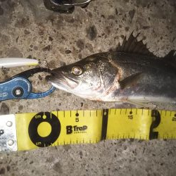 ぶらシーバス！！