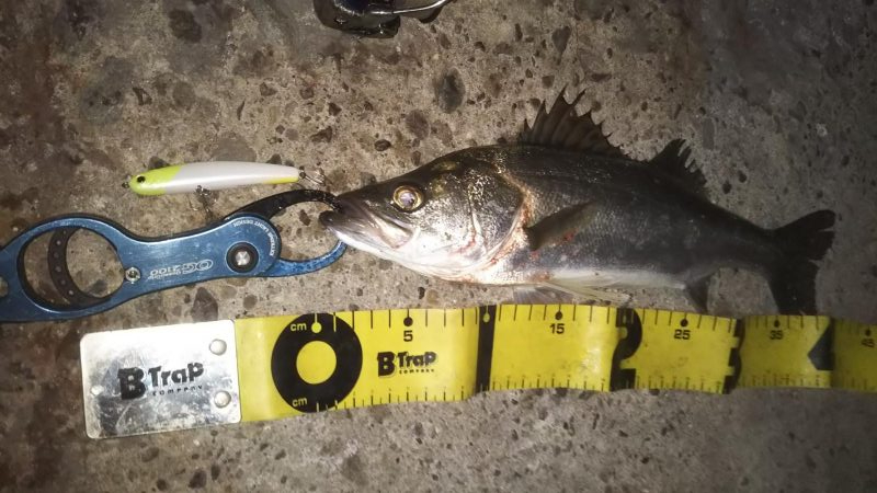 ぶらシーバス！！