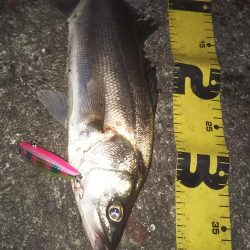 ぶらシーバス!!