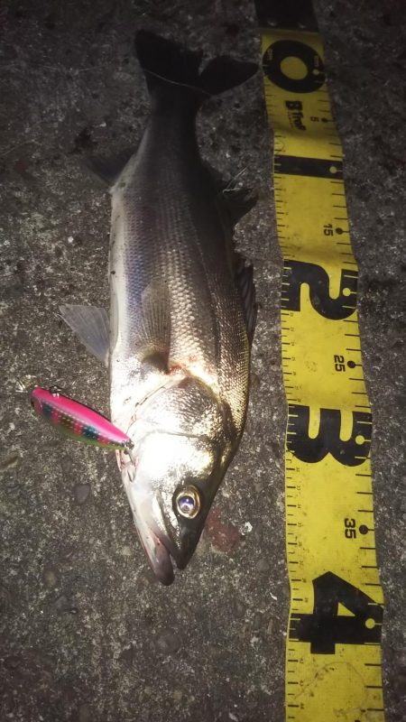 ぶらシーバス!!