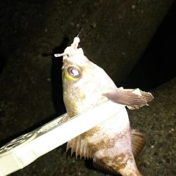 アジ釣り メバル釣り