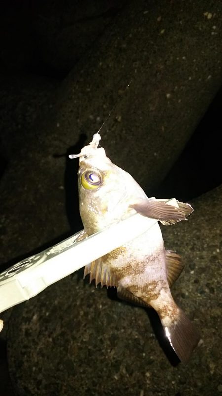 アジ釣り メバル釣り