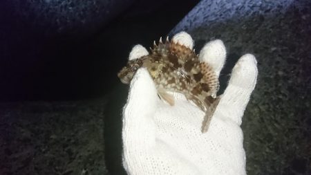 ガシラの活性高し！