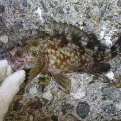 ガッシー絶好調！