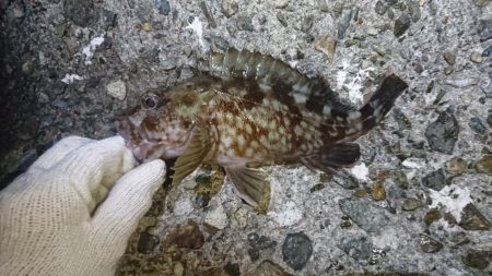 ガッシー絶好調！