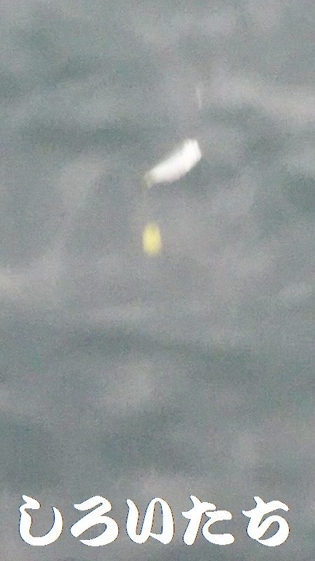 マイワシ見えるも、食べる気なし。