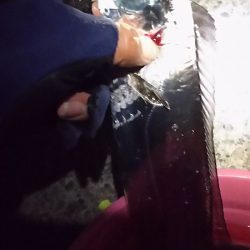 サイズもいいタチウオがよく釣れました。