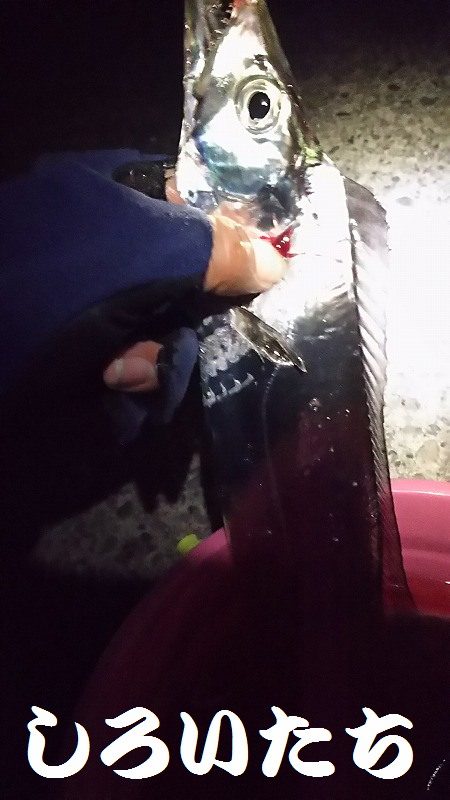 サイズもいいタチウオがよく釣れました。