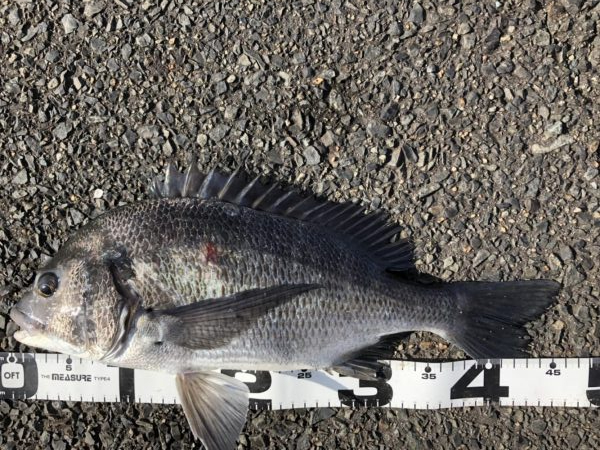 イチノ兄弟、釣果！