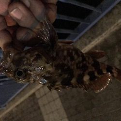 メバル が・・・