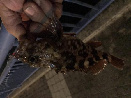 メバル が・・・