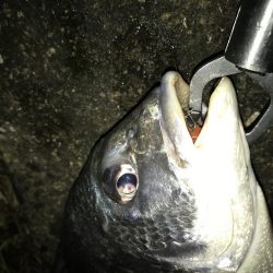 1月24日ラインブレイクのバラシはアカン