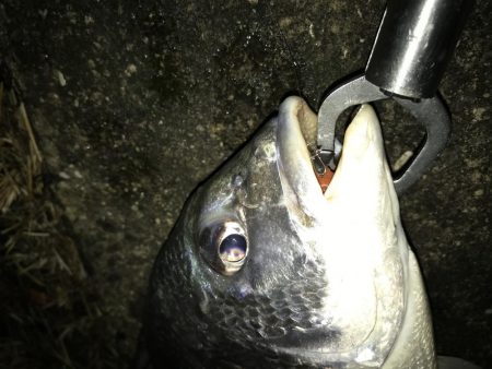 1月24日ラインブレイクのバラシはアカン