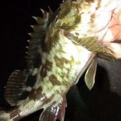 ガシラシーズンイン