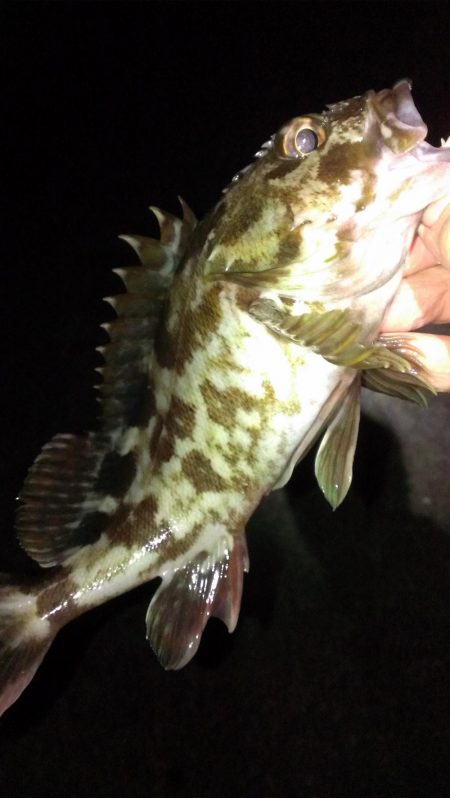 ガシラシーズンイン