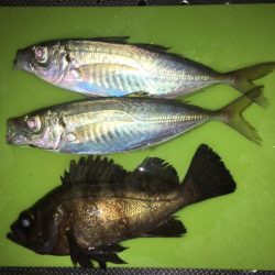 大満足の初釣行