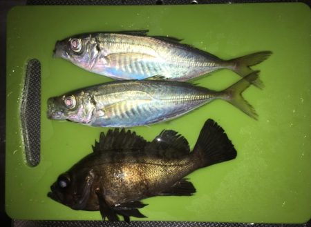 大満足の初釣行