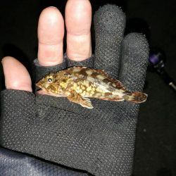 南港へち釣行 (2020/01/01 謹賀新年!南港ヘチ釣り ガシラ、真鯛(チャリコ) 釣果有り)