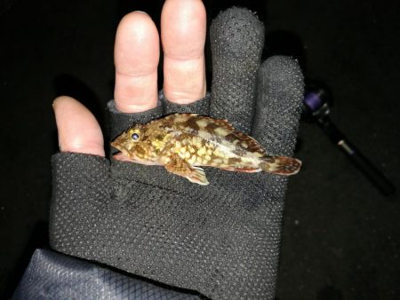 南港へち釣行 (2020/01/01 謹賀新年!南港ヘチ釣り ガシラ、真鯛(チャリコ) 釣果有り)